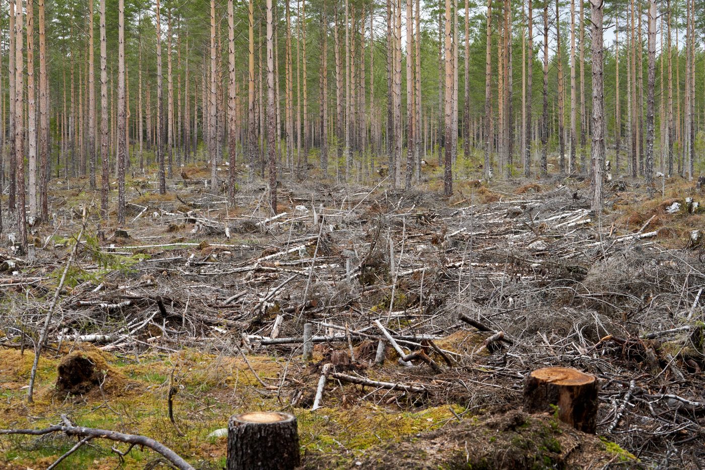 Cleared forest with cut trees and stumps in front of standing forest