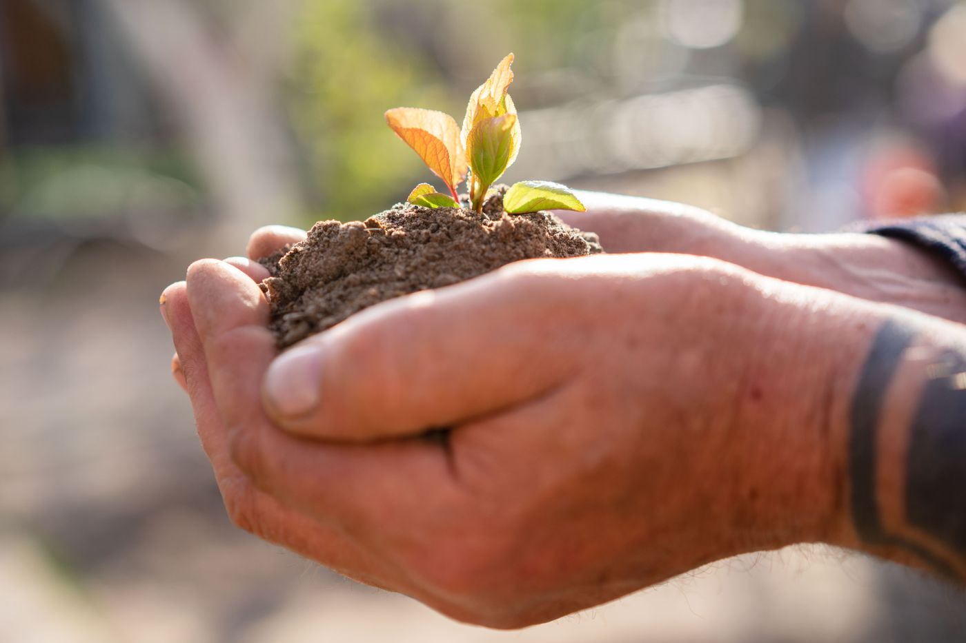 Weathered hands holding a young seedling in soil